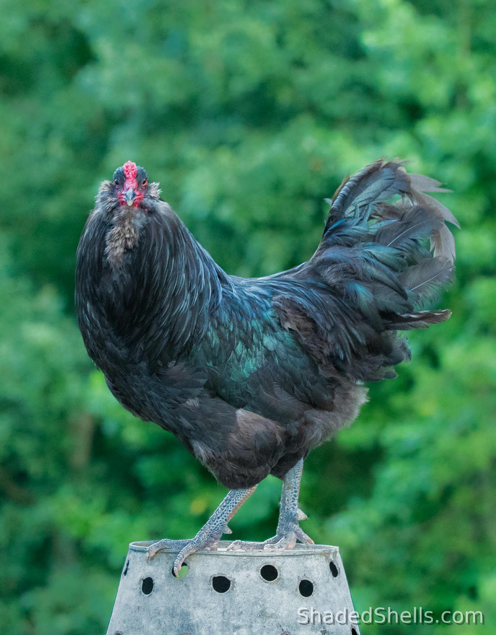 Ameraucana rooster with dark beetle-green sheen