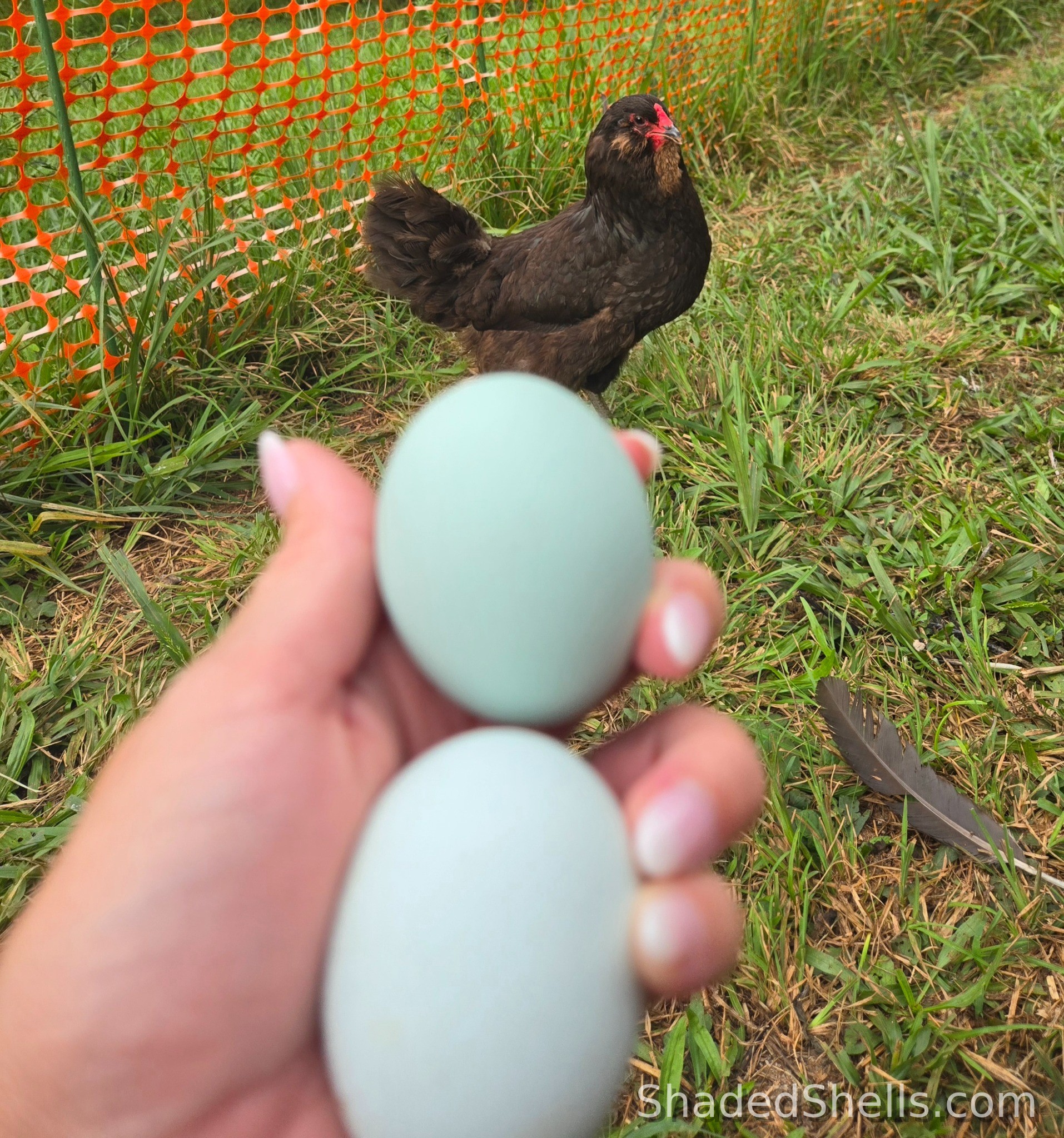 Ameraucana blue eggs