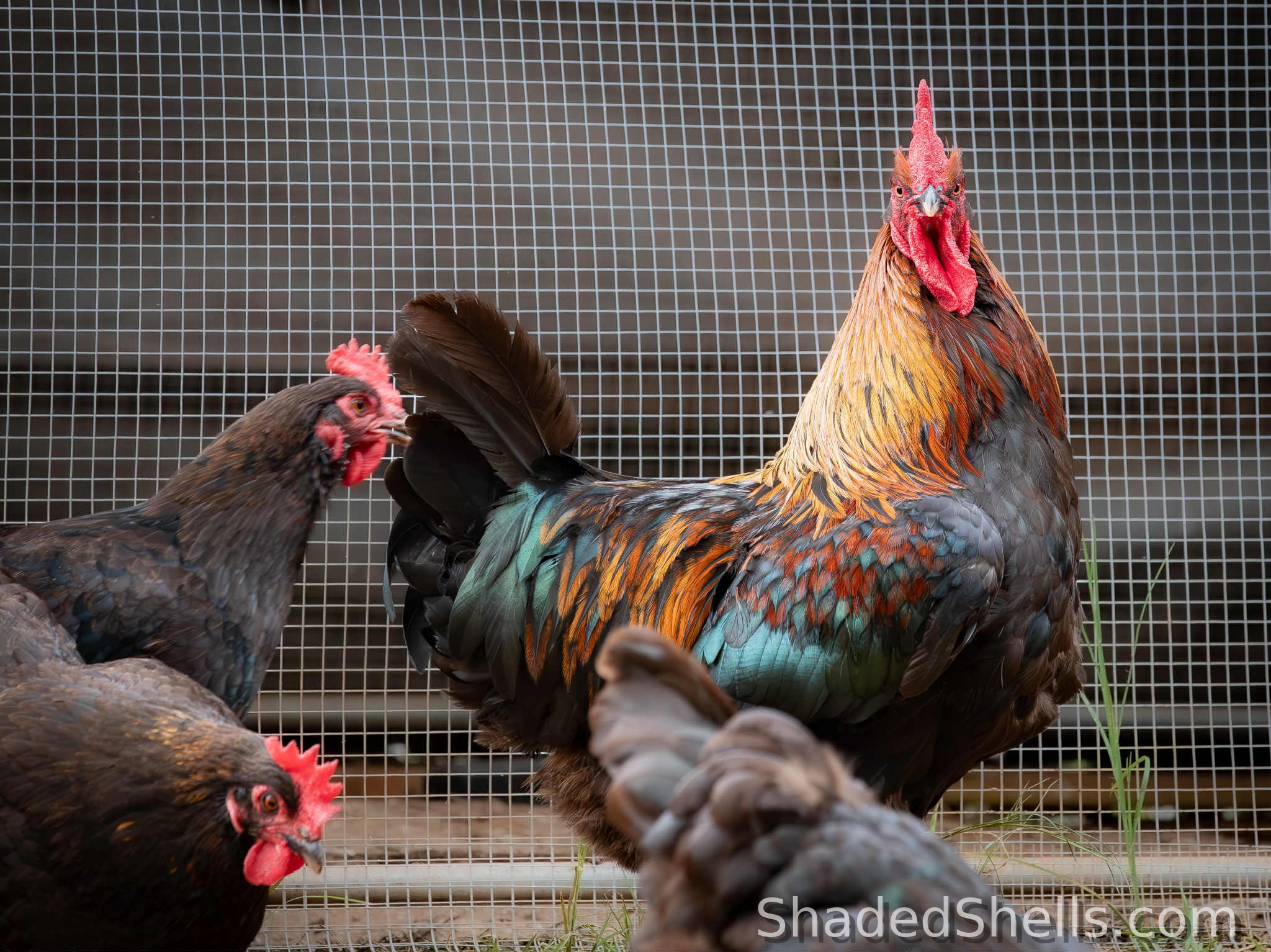 Black Copper Marans rooster with hens