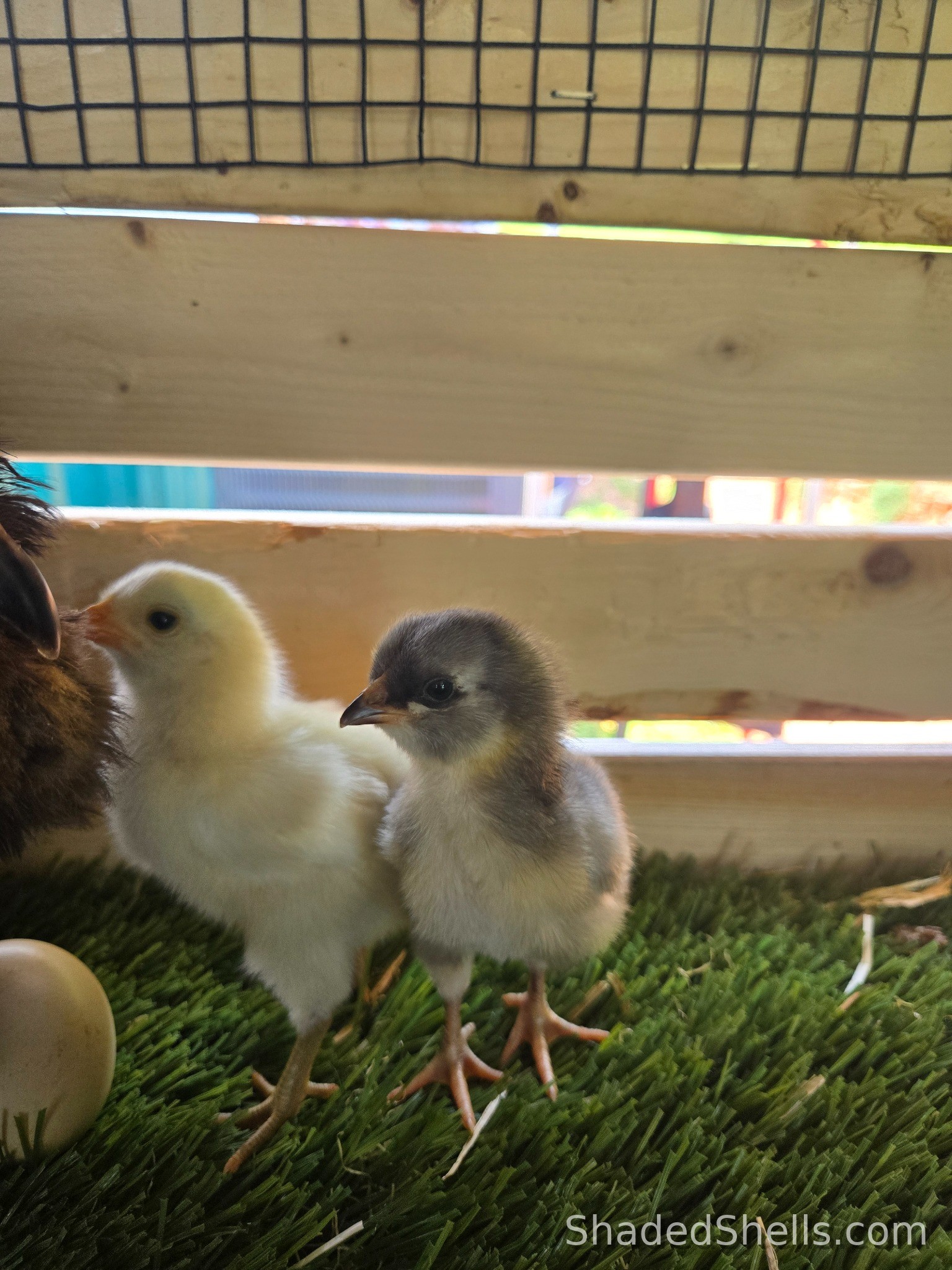 Olive/Moss Egger chick tucked next to a hatchmate and broody hen
