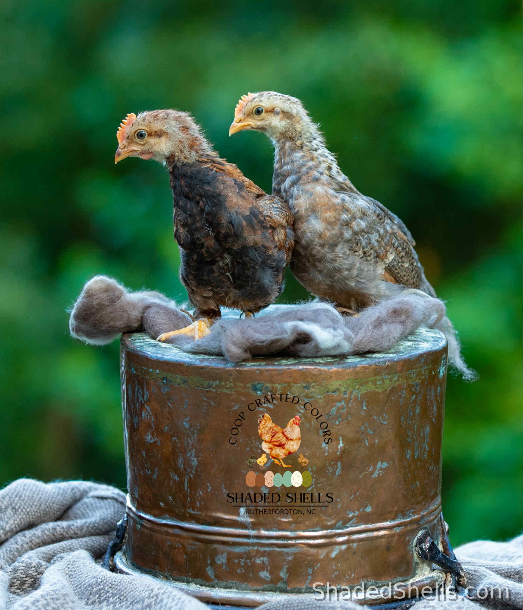 Welsummer chick close-up