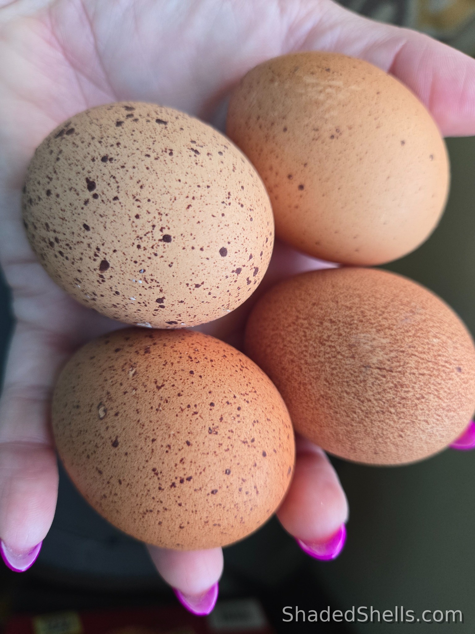 Welsummer speckled eggs