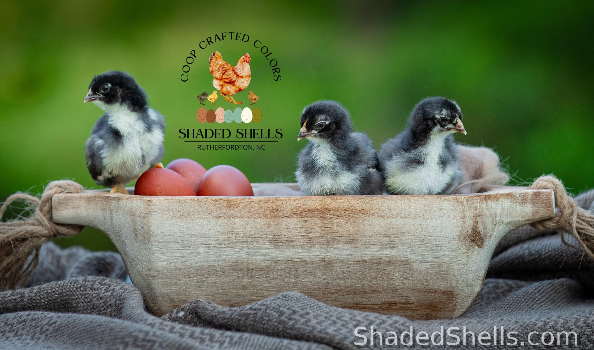 Black Copper Marans chicks