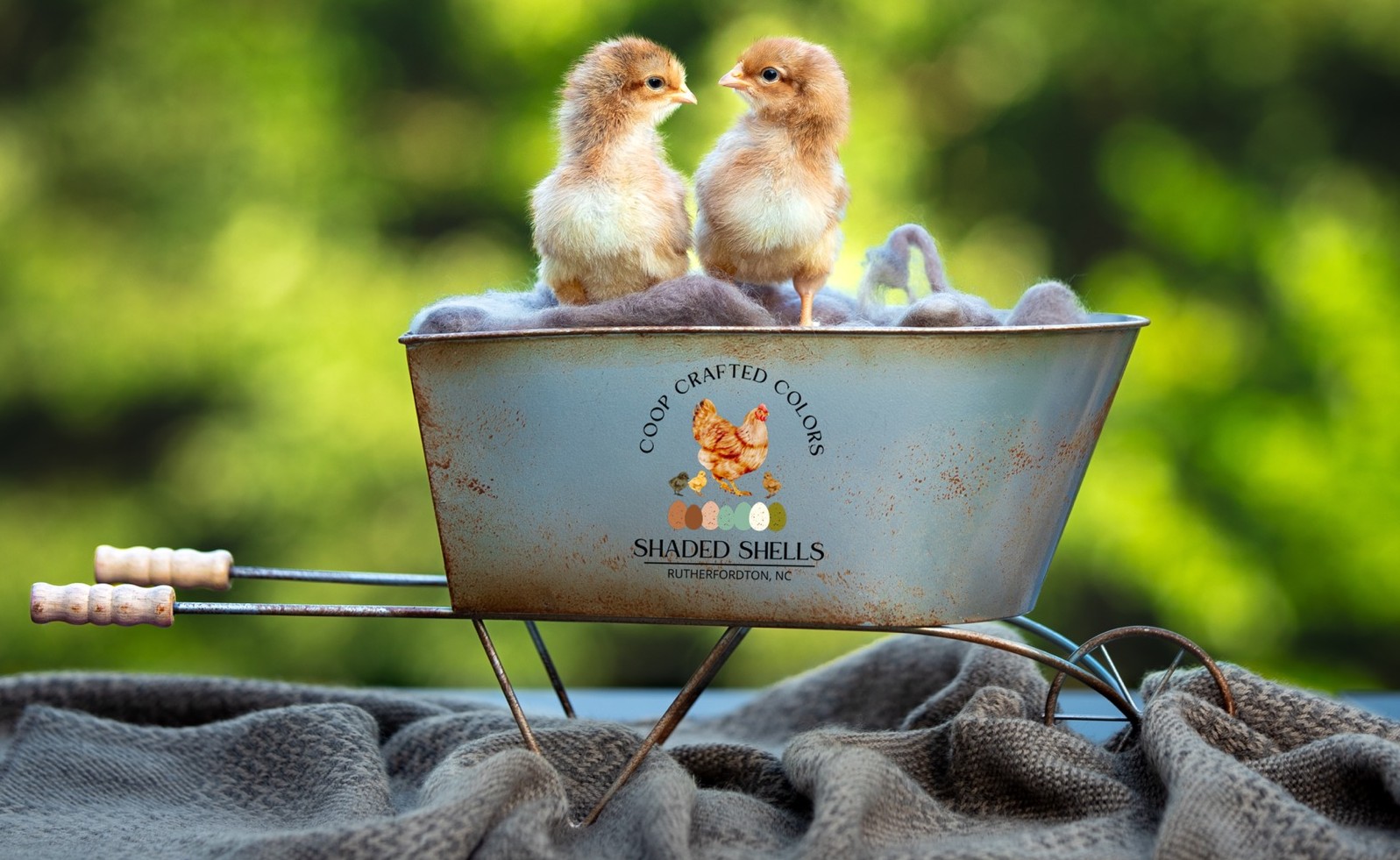 Two Welsummer chicks in a rustic Shaded Shells wheelbarrow prop